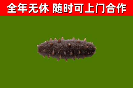 宁波市烟酒回收干海参.jpg
